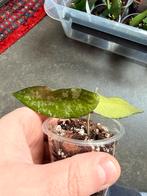 Hoya flagelatta splash, Enlèvement ou Envoi