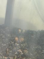 Escargots d'aquarium à vendre, Animaux & Accessoires