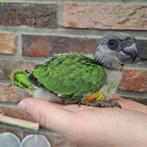 Ter reservatie: handtamme senegal papegaai / bonte boer, Dieren en Toebehoren, Geslacht onbekend, Papegaai, Geringd