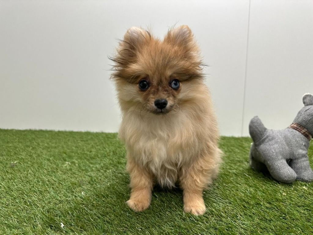 Chiots Loulou de Poméranie, Animaux & Accessoires, Loulou, Hépatite contagieuse (maladie de Rubarth), Plusieurs, Belgique