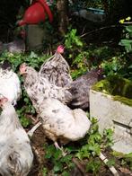 Broedeieren Silverudds blå- blauw- groene eitjes