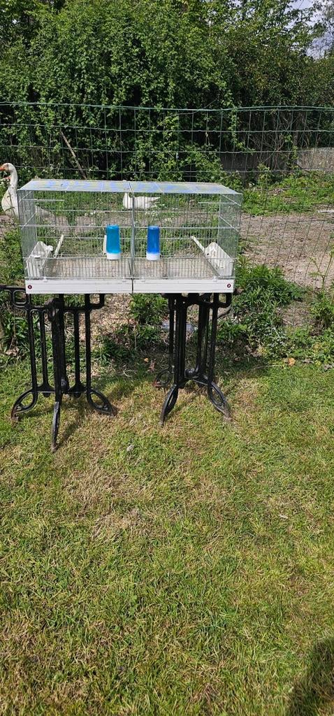 Kweek kooien, Enlèvement