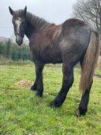 Zuivere percheron hengst, Étalon