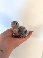 Handtamme pyrhurra baby’s, Geslacht onbekend, Geringd