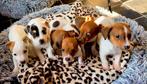 Jack Russel pups kortpotige, Animaux & Accessoires, Chiens | Jack Russell & Terriers, Hépatite contagieuse (maladie de Rubarth)