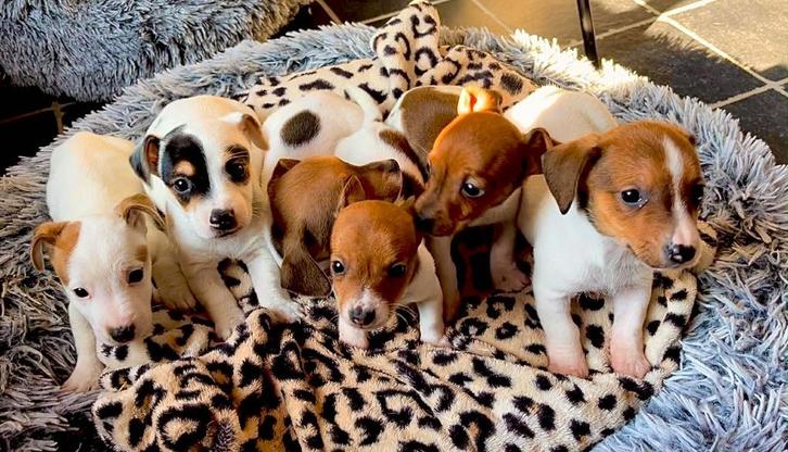 Jack Russel pups kortpotige, Animaux & Accessoires, Chiens | Jack Russell & Terriers, Plusieurs animaux, Jack Russel Terrier, Éleveur | Loisir