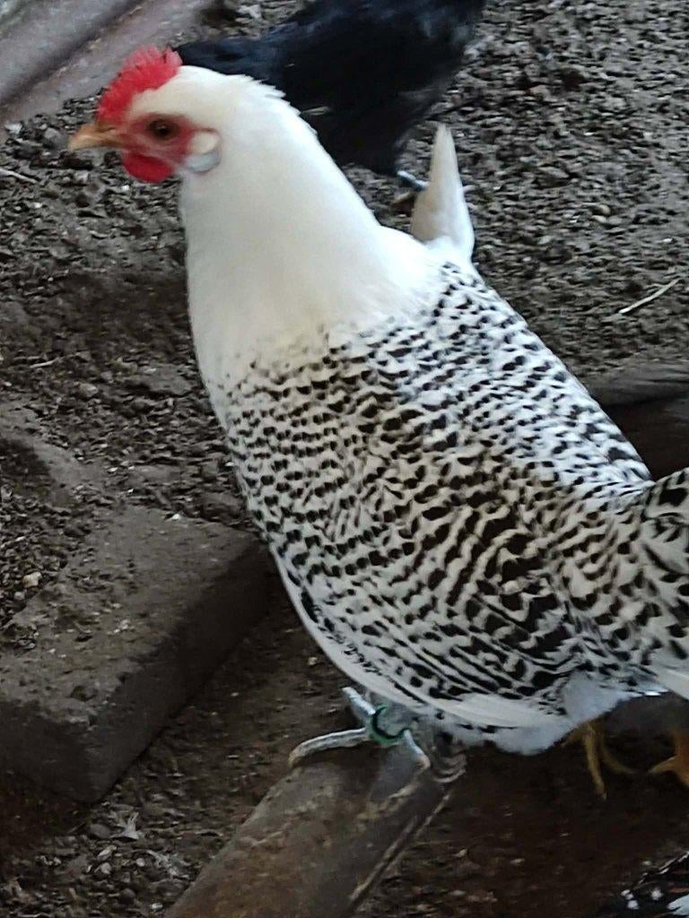 pluimvee, Femelle, Poule ou poulet