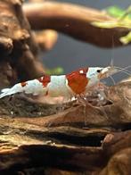 Crevettes crystal red pure red line, Enlèvement, Autres types