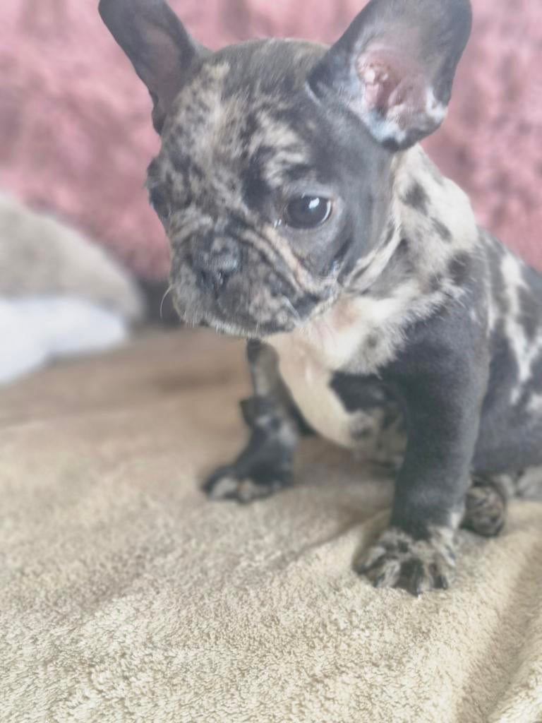 Frans bulldog reutje, Chien (mâle), Belgique, 8 à 15 semaines, Bouledogue