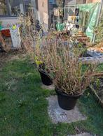 Hortensia (blauw-paars), Enlèvement, Été, Plante fixe, Mi-ombre