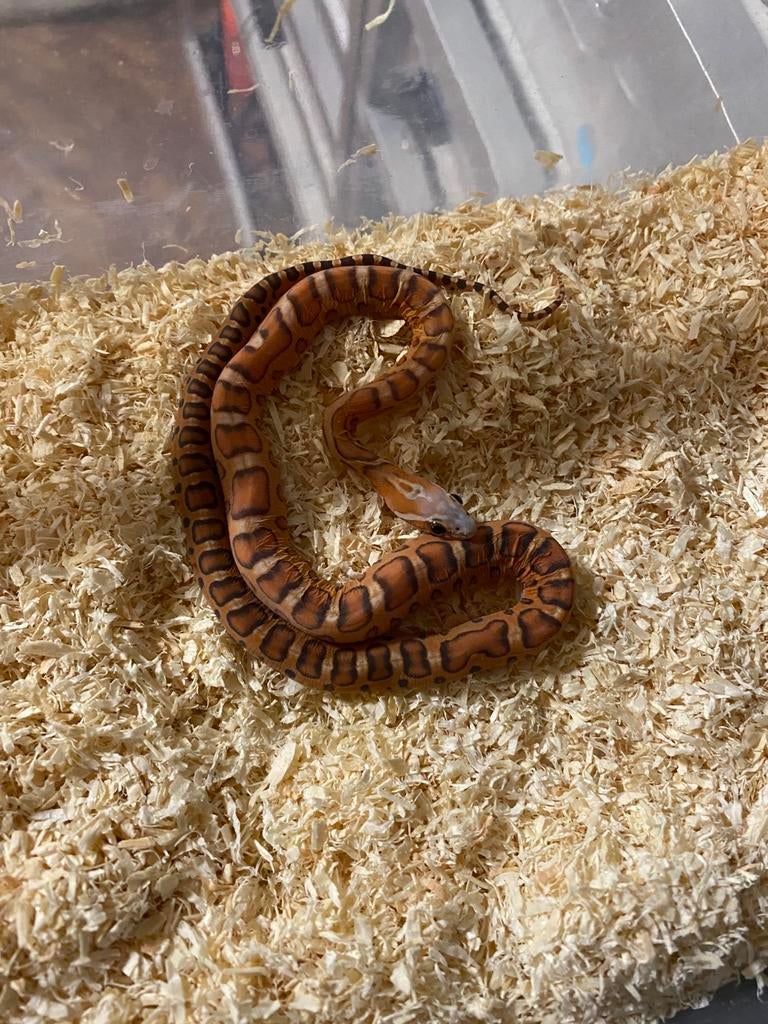 1.0 Scaleless het palmetto amel of ultra pos het …., Dieren en Toebehoren