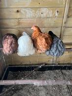 Broedeitjes van Cochin kriel te koop!, Animaux & Accessoires, Sexe inconnu, Poule ou poulet