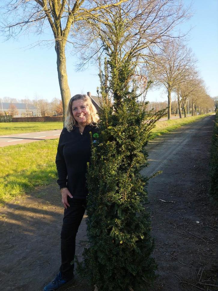 PROMOTIE Taxus bacata 180-200 Oisterwijk, Tuin en Terras, Planten | Struiken en Hagen, Haag, Taxus, Ophalen of Verzenden