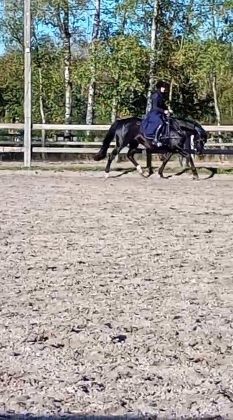 Merrie voor gezelschaap, Dieren en Toebehoren, Paarden, Merrie
