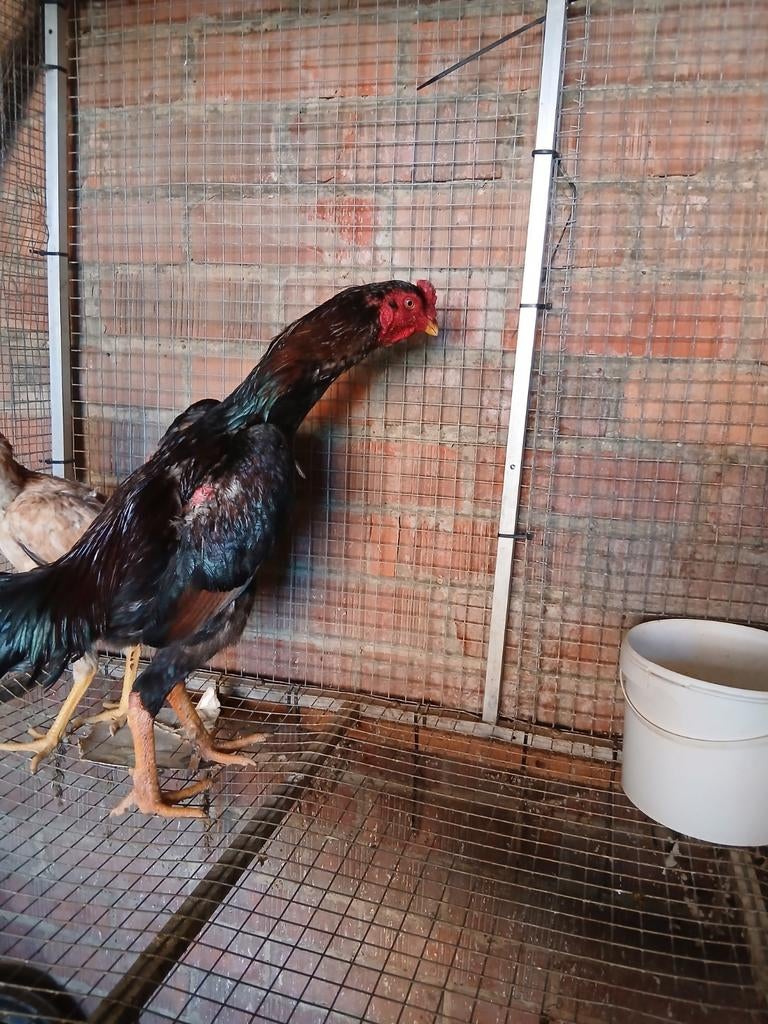 Jap/ shamo, Dieren en Toebehoren