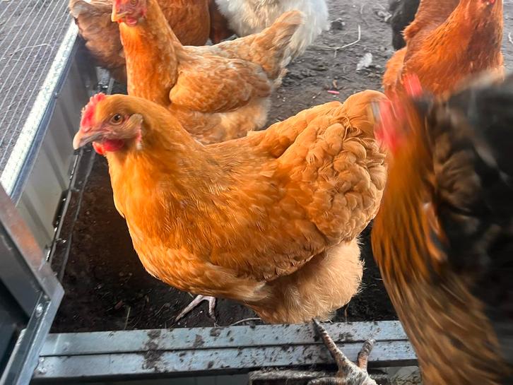 Orpington kippen 2 stuks, Animaux & Accessoires, Volatiles, Poule ou poulet, Plusieurs animaux