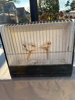 Zebravinken Isabel bruin, Enlèvement ou Envoi, Comme neuf