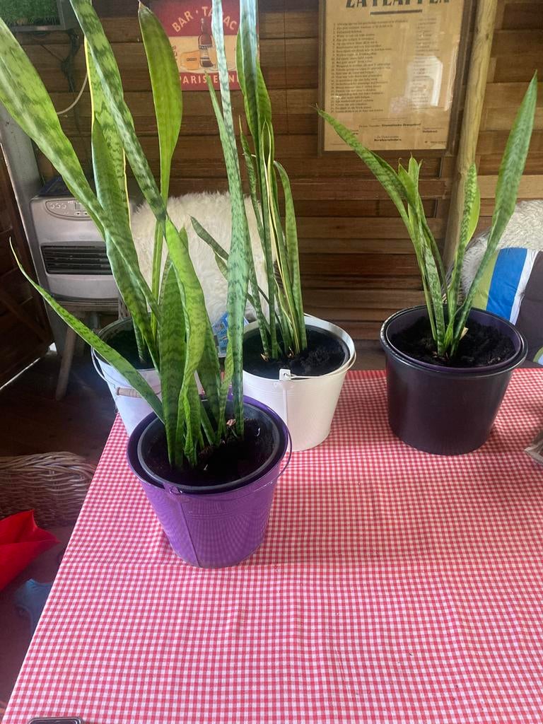 3 planten Sanseveria’s, Ophalen