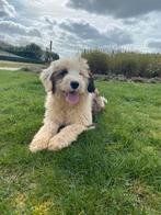 Tibetaanse terriër reutje, Parvo, België, 15 weken tot 1 jaar, Meerdere