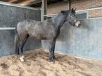 Te koop: 3 jarige schimmel merrie, Dieren en Toebehoren, Paarden, Merrie, Springpaard, Met stamboom, 3 tot 6 jaar