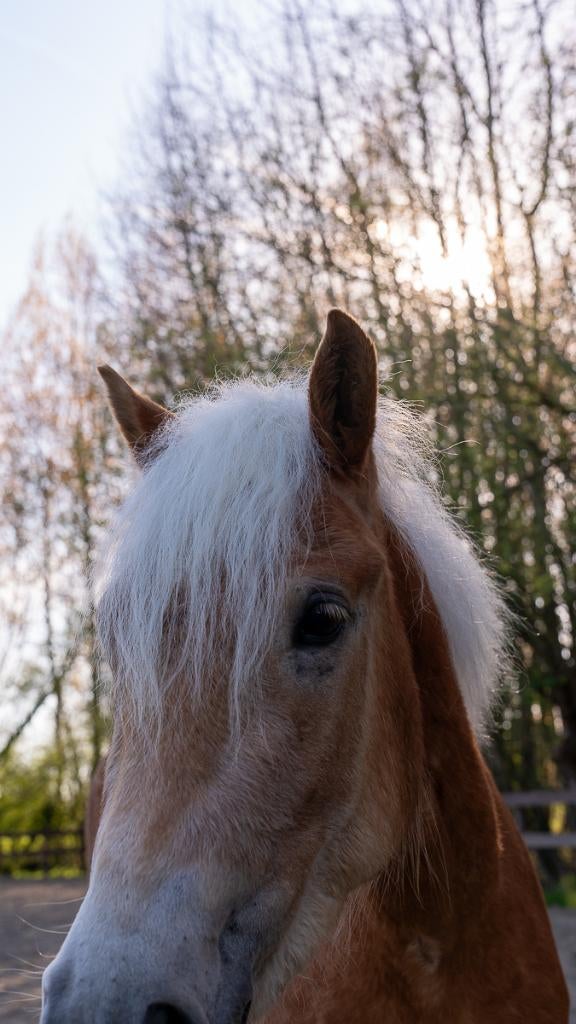 Haflinger merrie, Dieren en Toebehoren, Merrie, Minder dan 160 cm, Met stamboom, Niet van toepassing