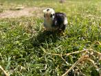 Jong pluimvee  te koop, Dieren en Toebehoren, Pluimvee