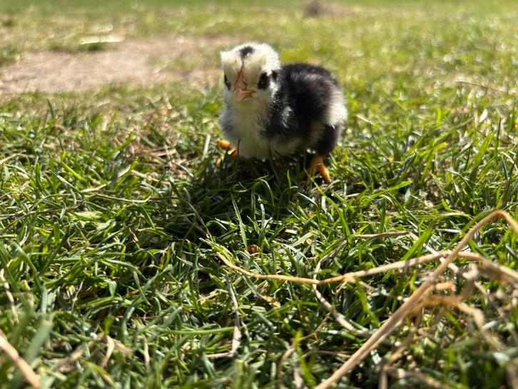 Jong pluimvee  te koop, Dieren en Toebehoren, Pluimvee