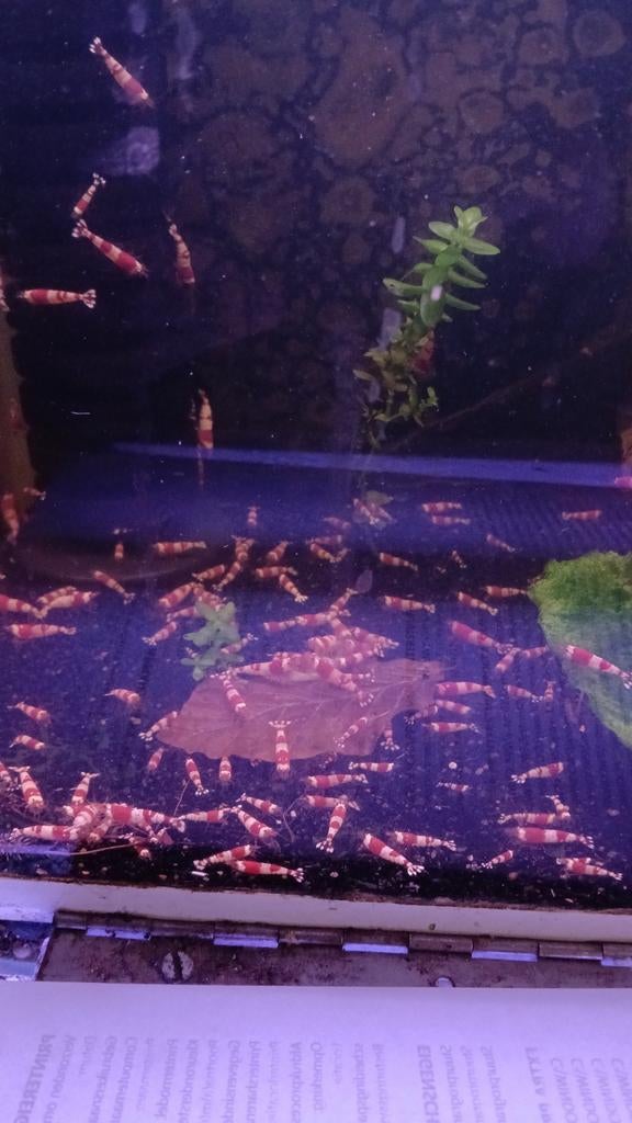 Crystal red garnalen, Ophalen