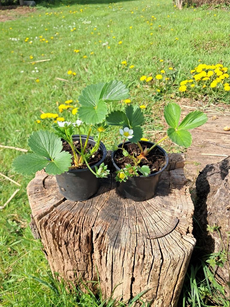 Aardbeiplantjes karima, Tuin en Terras, Ophalen, Zomer