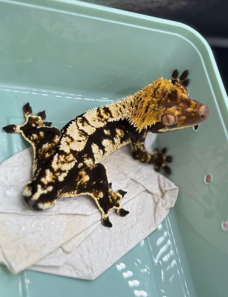 1.0 Proven Black & Cream Harlequin, Animaux & Accessoires, Reptiles & Amphibiens