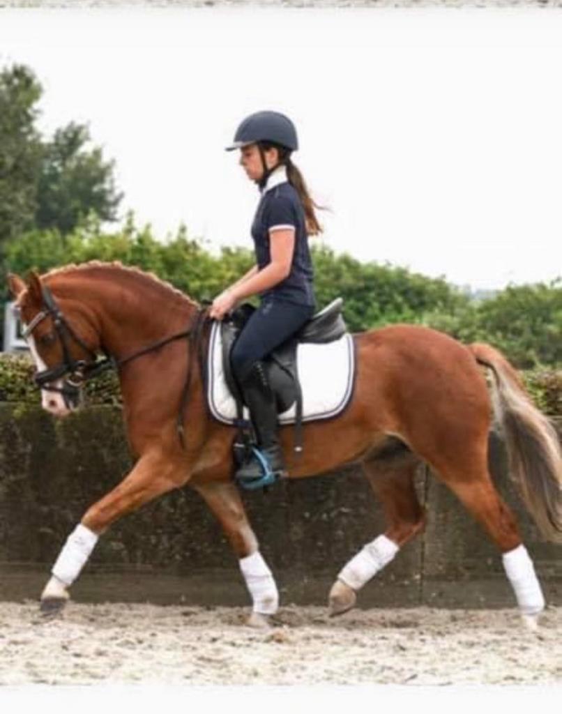 Te koop: Goldenhorse Kayro – M1 dressuur pony, Dieren en Toebehoren, Pony's, B