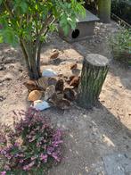 Japanse kwartel broedeieren, Dieren en Toebehoren, Pluimvee