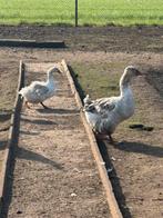 Koppel krulveerganzen