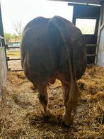 Grote dekstier bwb, Dieren en Toebehoren, Runderen, Mannelijk, 0 tot 2 jaar