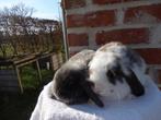 nhd, koppeltje, Dieren en Toebehoren, Konijnen, Meerdere dieren, Dwerg, Hangoor, 0 tot 2 jaar