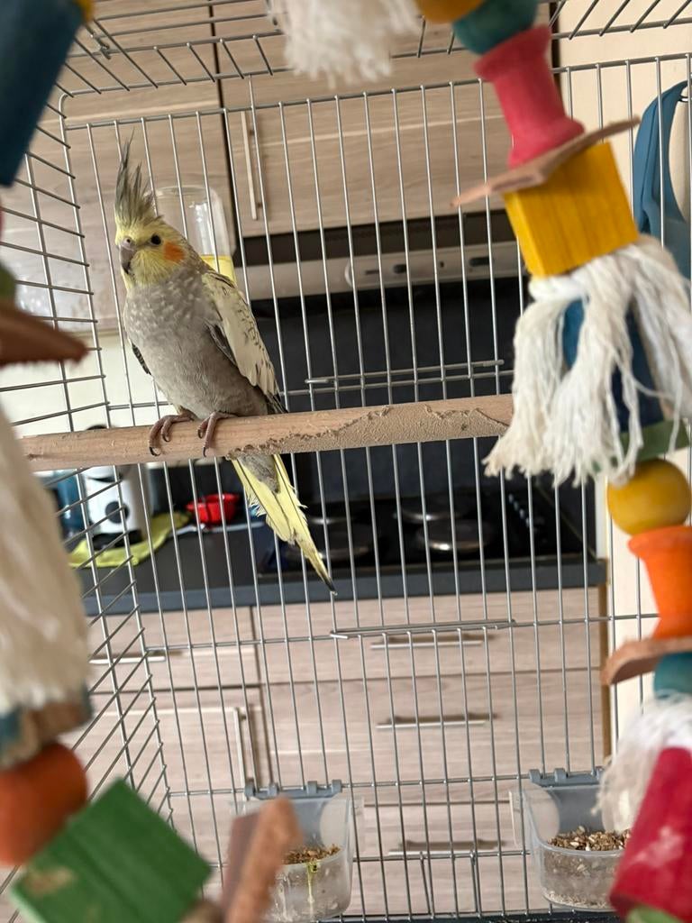 Jeune calopsitte, Mâle, Perruche