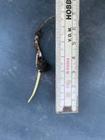 Gekiemde palmboom zaden, Tuin en Terras, Planten | Bomen, Ophalen, Palmboom