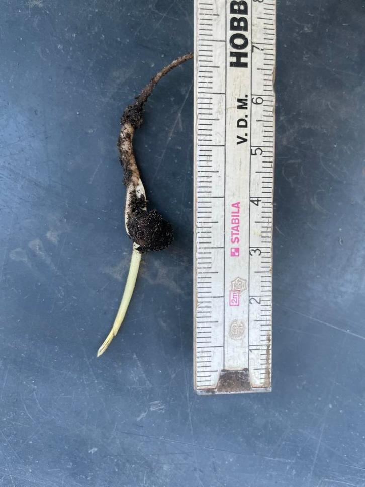 Gekiemde palmboom zaden, Tuin en Terras, Planten | Bomen, Palmboom, Ophalen