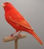 GEVRAAGD!!!! Rode kanarie, Dieren en Toebehoren, Vogels | Kanaries