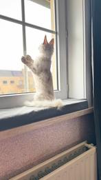 Maine Coon poes GS12, Dieren en Toebehoren, Poes, Gechipt, 0 tot 2 jaar