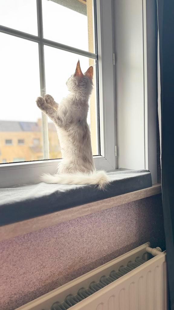 Maine Coon poes GS12, Dieren en Toebehoren, Katten en Kittens | Raskatten | Langhaar, Poes, 0 tot 2 jaar, Gechipt