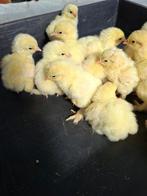 Poussins de Brahma  blancs, Sexe inconnu, Poule ou poulet