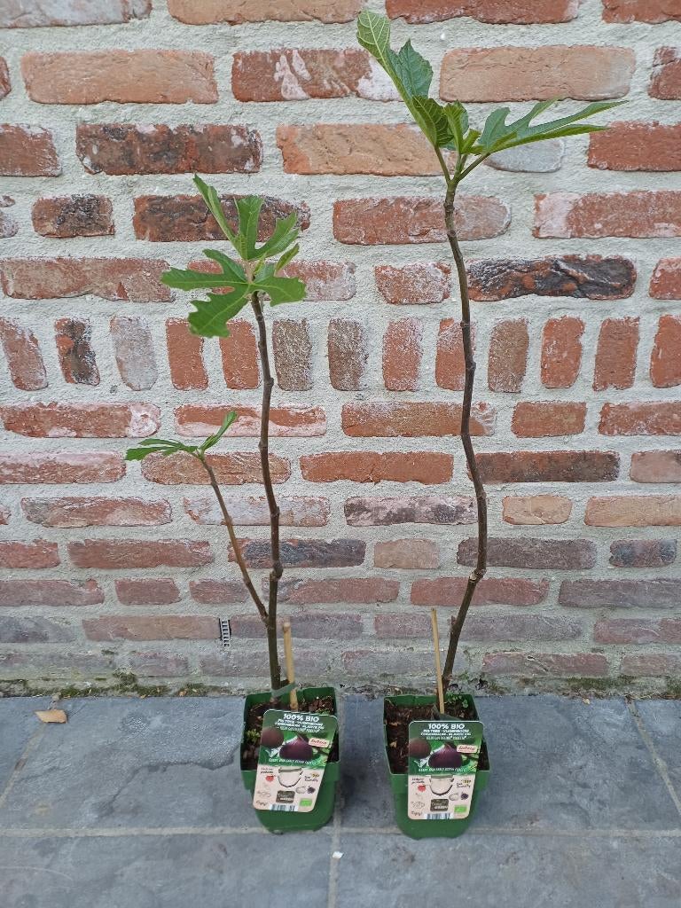 Vijgenstruik, Ophalen, In pot