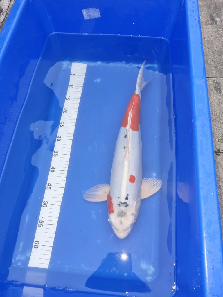 Koï japonais doitsu yamato nishiki 50 cm, Animaux & Accessoires, Poissons | Poissons d'étang, Carpe ou Koï