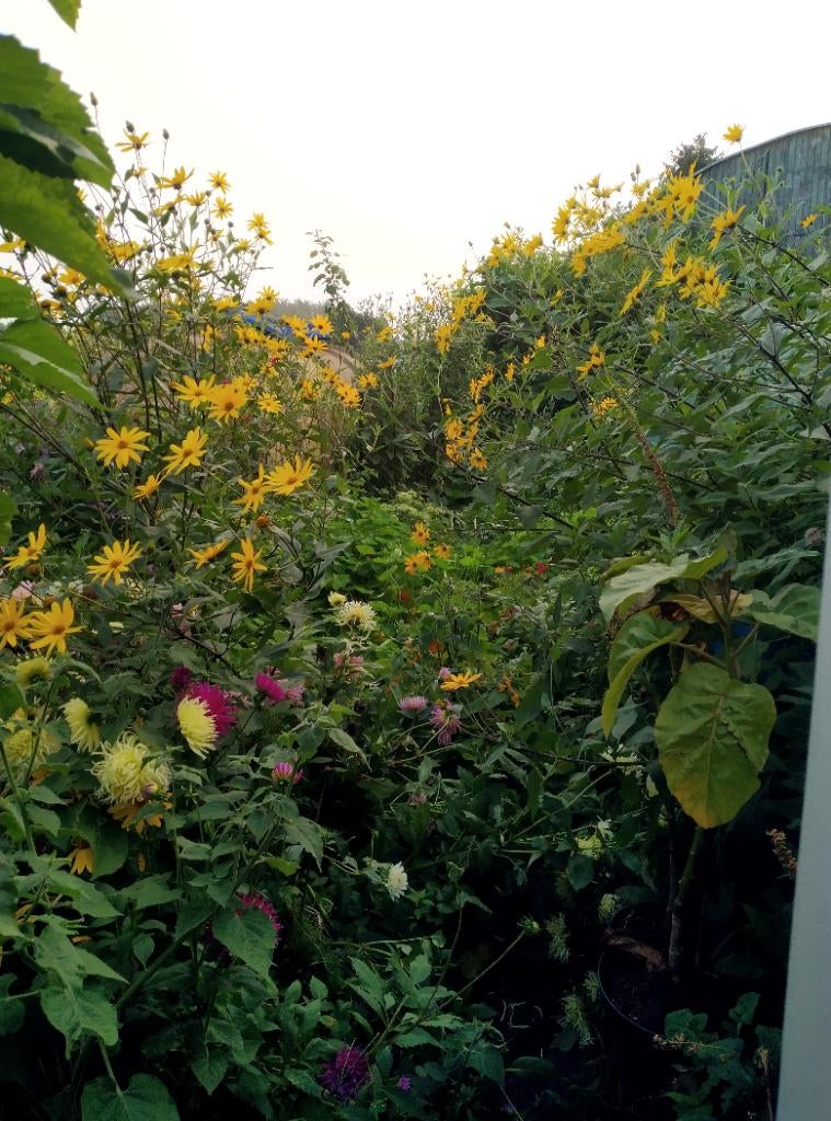 Gratis Doornloze bramen, frambozen, munt, hemelsleutel, enz., Ophalen