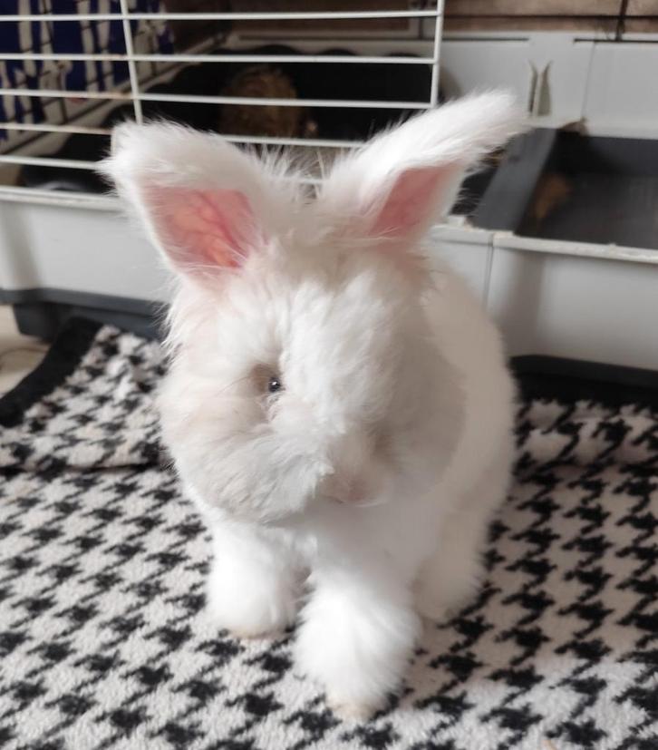 Engelse Angora (blauw wild wit oor) rammetje 11 weken!, Animaux & Accessoires, Lapins