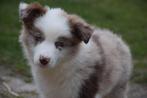 Border collie pups, chocolate-white en chocolate-merle, Colley, Plusieurs, Hépatite contagieuse (maladie de Rubarth), Belgique