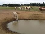 Plaats voor paarden . Stalling & weidegang, Dieren en Toebehoren