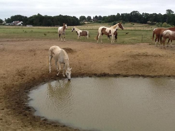 Plaats voor paarden . Stalling & weidegang, Animaux & Accessoires, Chevaux