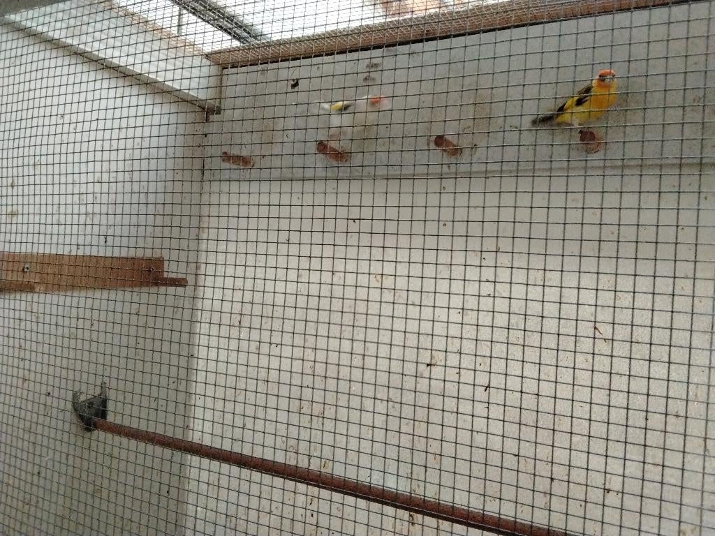 Distelvinken mutatie, Animaux & Accessoires, Oiseaux | Oiseaux Autre, Plusieurs animaux, Oiseau chanteur sauvage, Bagué